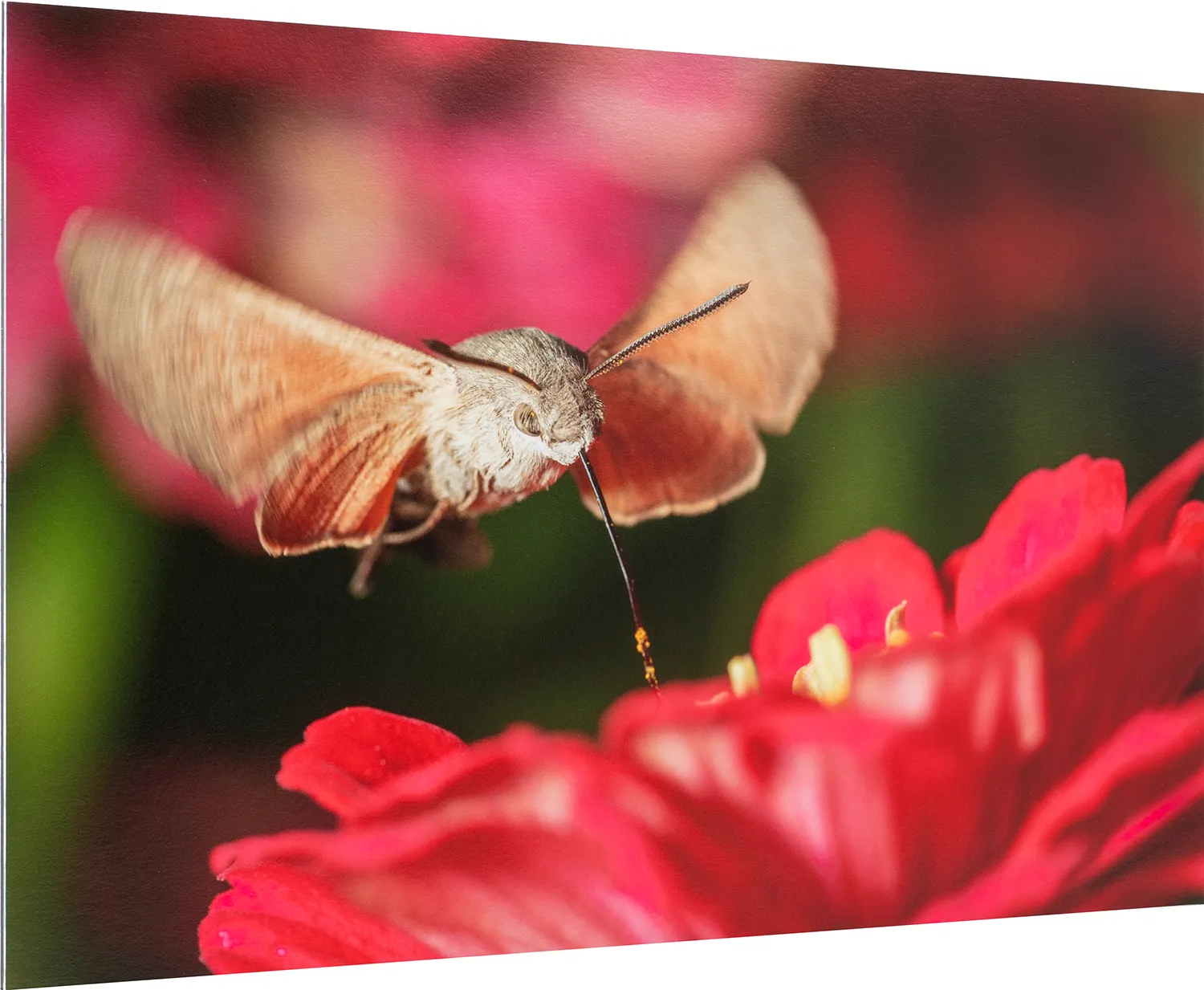 Tirage photo contrecollé sur alu Dibond Tirage photo contrecollé sur alu Dibond